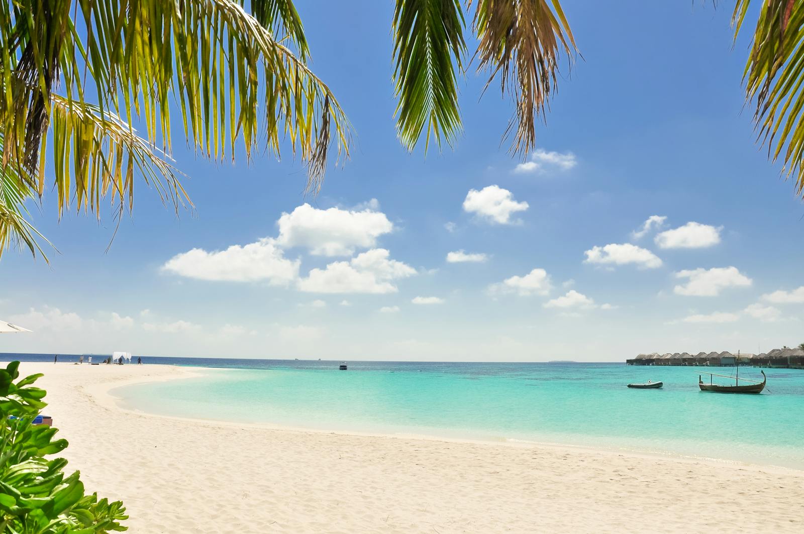 Palm trees and tropical planting beside a white sand beach.